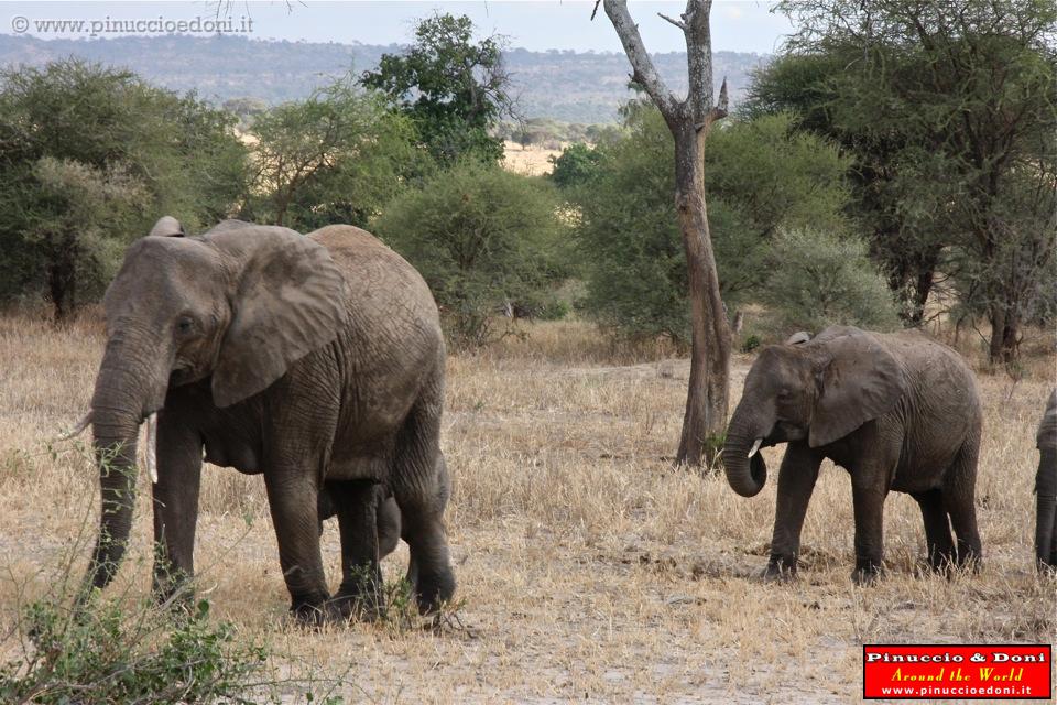 TANZANIA - Tarangire National Park - 27.jpg